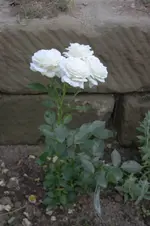 Edelrose Elvis (2).webp