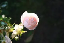Parkrose.webp