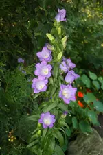 Glockenblume.webp