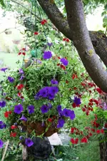 Ampel.webp