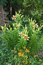 Lilie.webp