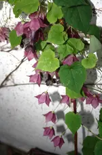 Purpurglöckchen.webp