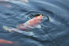 KOI (3).webp