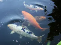 KOI (5).webp