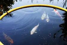 KOI (7).webp
