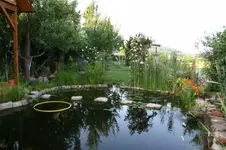 Teich.webp