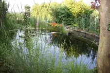 Teich (2).webp