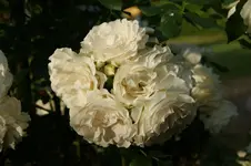 DSC03296.webp