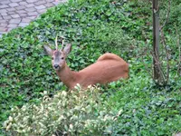 Rehbock2.webp