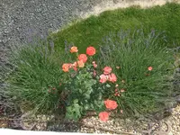 Alexander+lavendel.webp