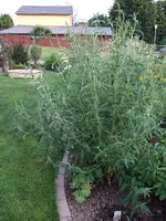 buddleja.webp