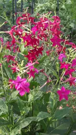 Garten 025.webp
