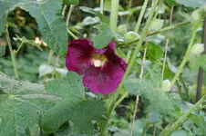 DSC03298.webp