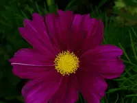 DSCI0975.webp