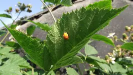 Garten 082.webp