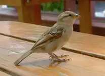 Spatz v.webp