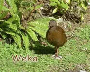 Weka (24) a.webp