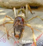 Weta 006 a v a.webp