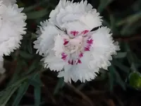 P1020471.webp