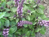 P1020484.webp