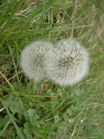 Juni 2010 546v.webp