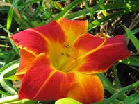 IMG_chesternut mountain_1024x768.webp