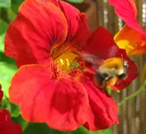 Bienchen.webp