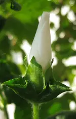 Malve_Stockrose_Stupsi.webp
