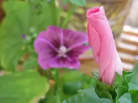 Malve_rosa.webp