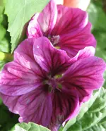 Zebramalve (5).webp