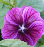 Zebramalve (3).webp