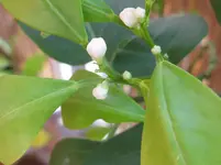 Citrus_Mama.webp