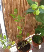 Citrus_Mama (2).webp