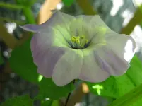 Physalis (2).webp