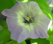 Physalis (3).webp