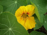kapuzinerb03072010.webp