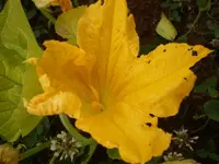 kuerbis03072010.webp