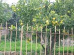 Zitronenbaum om Nachbarsgarten.jpg