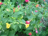 Mirabelis.webp