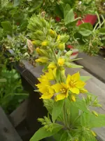 gelbe_blume.webp