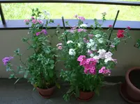 CIMG3280.webp