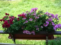 CIMG3289.webp