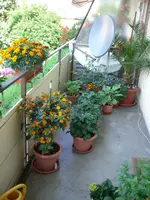 CIMG3281.webp