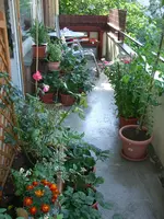 CIMG3286.webp