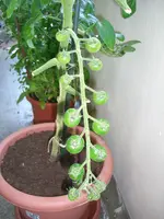 CIMG3283.webp