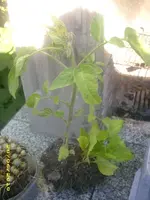 Garten 004.webp