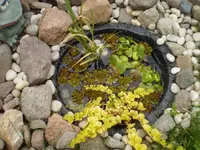 wasserpflanzen.webp