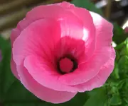 Malve_rosa (2).webp