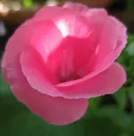 Malve_rosa (4).webp