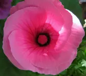 Malve_rosa (5).webp